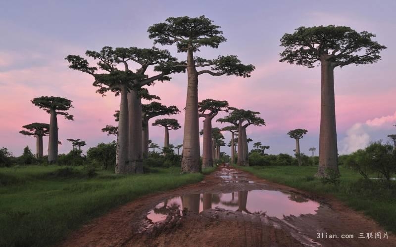 点击大图看下一张：非洲植物猴面包树摄影图片