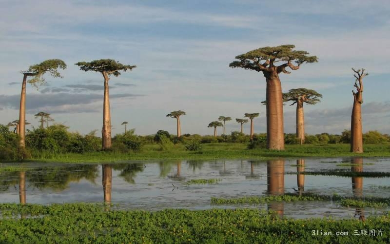 点击大图看下一张：非洲植物猴面包树摄影图片