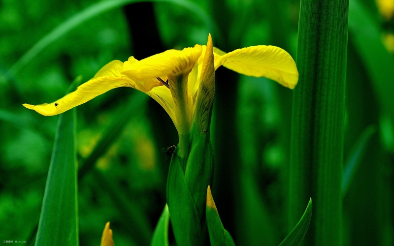 点击大图看下一张：黄色的鸢尾花植物图片