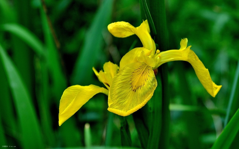 点击大图看下一张：黄色的鸢尾花植物图片