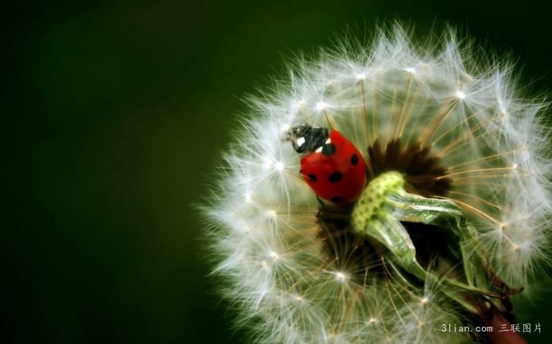 点击大图看下一张:蒲公英高清植物图片