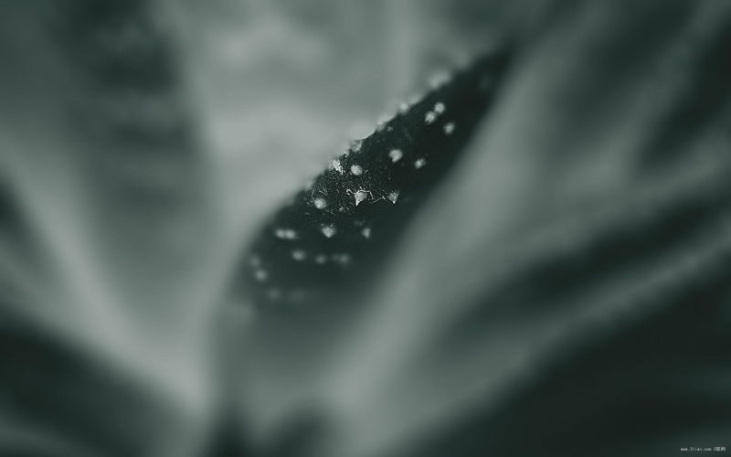 点击大图看下一张：清新的仙人掌图片