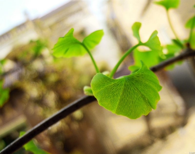 点击大图看下一张：唯美银杏叶图片