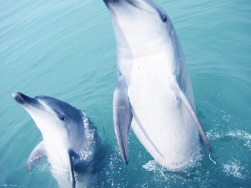 点击大图看下一张：哺乳动物海豚图片