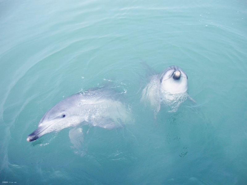 点击大图看下一张：哺乳动物海豚图片