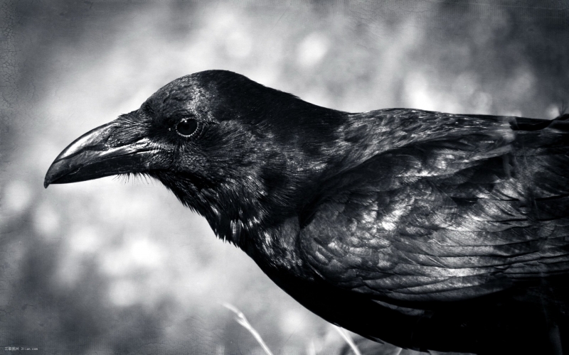 点击大图看下一张：高清乌鸦特写图片