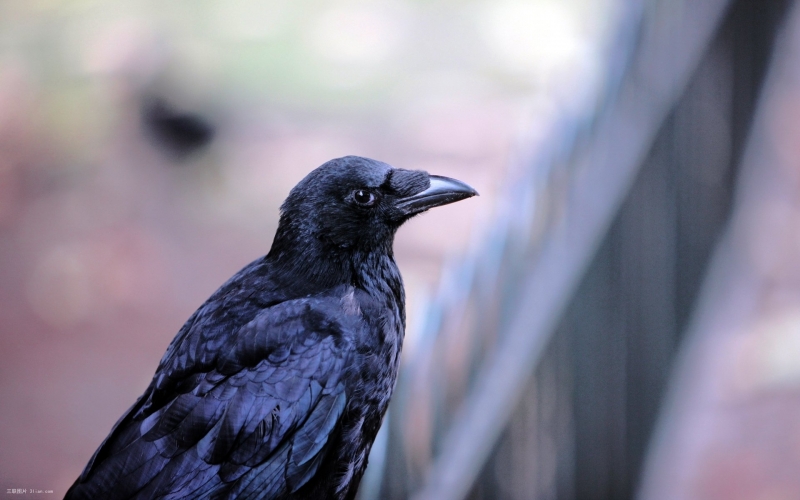 点击大图看下一张：高清乌鸦特写图片