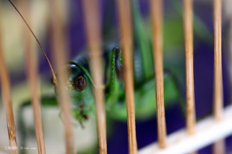 点击大图看下一张:蝈蝈昆虫小动物图片