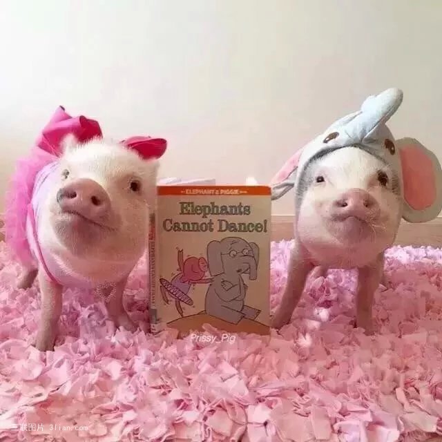 点击大图看下一张：可爱呆萌的宠物猪图片