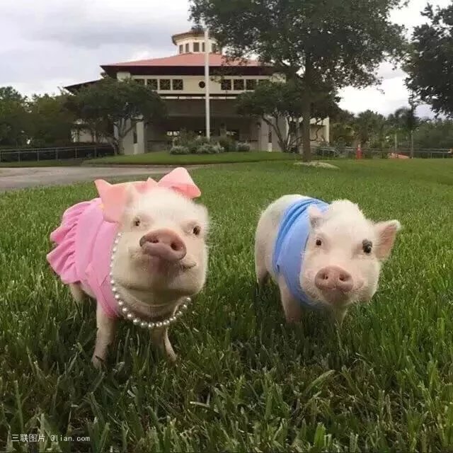 点击大图看下一张：可爱呆萌的宠物猪图片