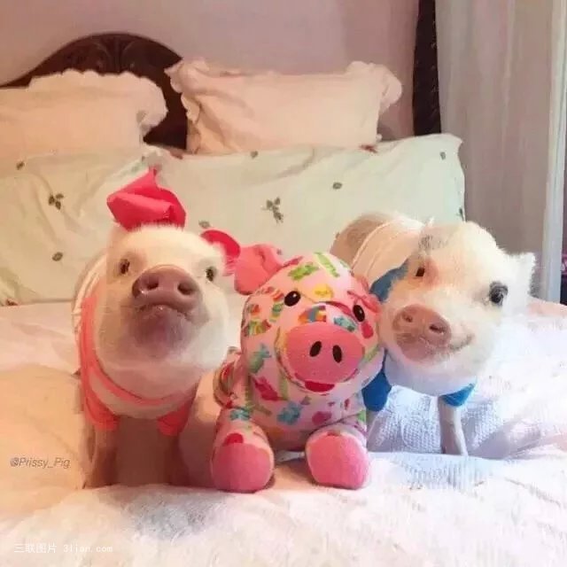 点击大图看下一张：可爱呆萌的宠物猪图片