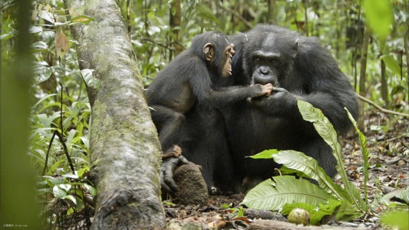 点击大图看下一张：可爱的黑猩猩图片
