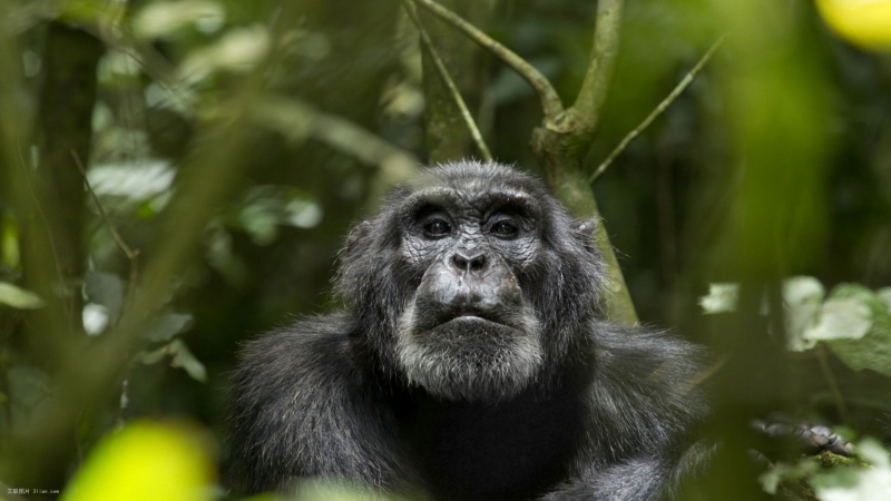 点击大图看下一张：可爱的黑猩猩图片