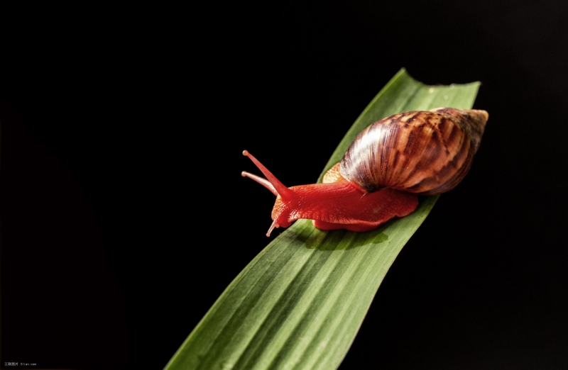 点击大图看下一张：美丽的红蜗牛图片