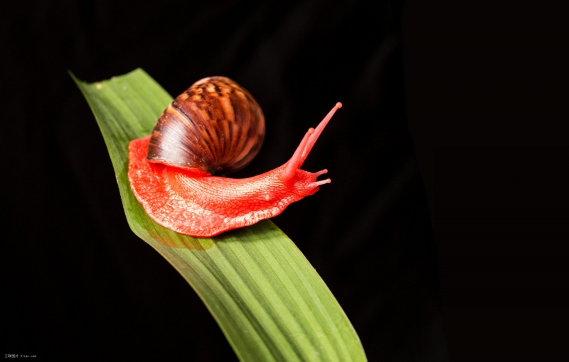 点击大图看下一张：美丽的红蜗牛图片