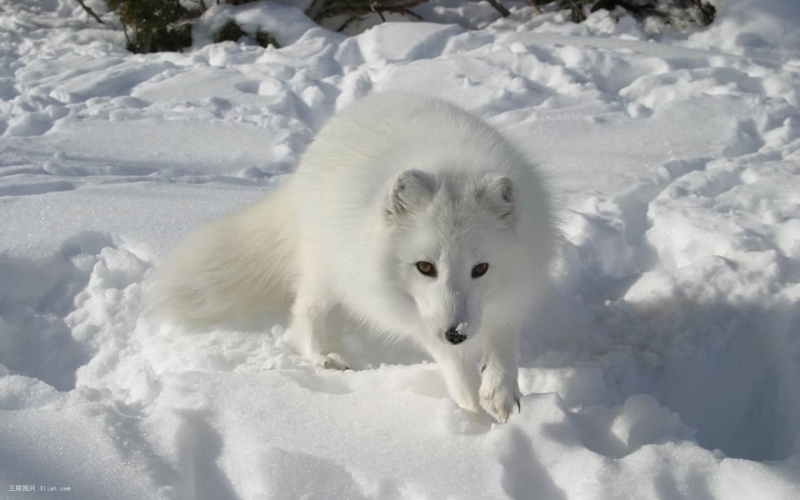 点击大图看下一张：妩媚狐狸图片