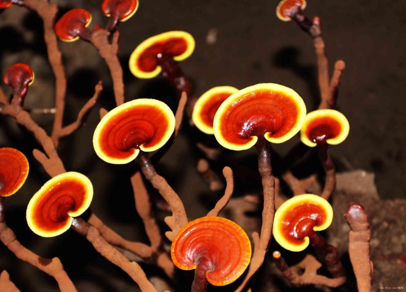 点击大图看下一张:昂贵的灵芝图片