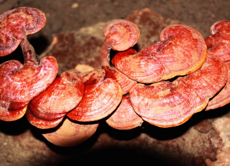 点击大图看下一张:昂贵的灵芝图片