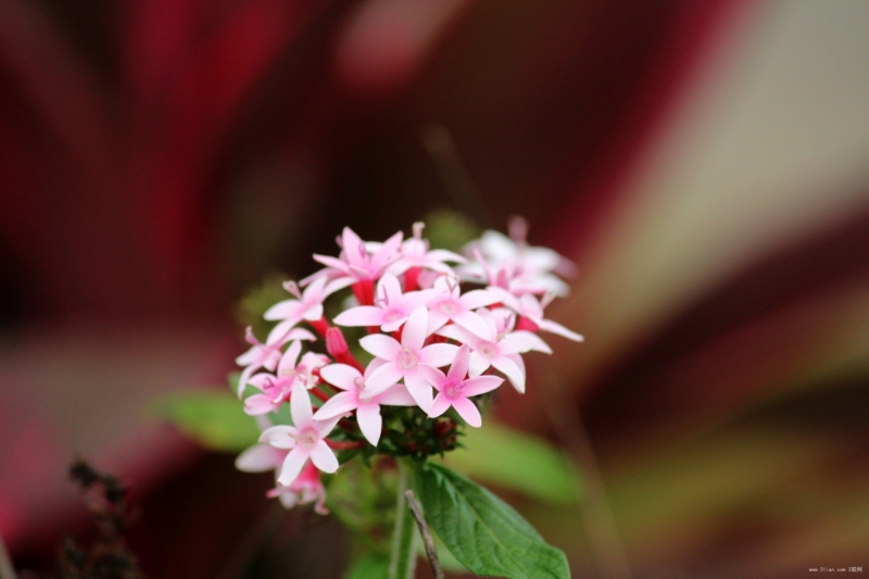 点击大图看下一张:好看的繁星花图片