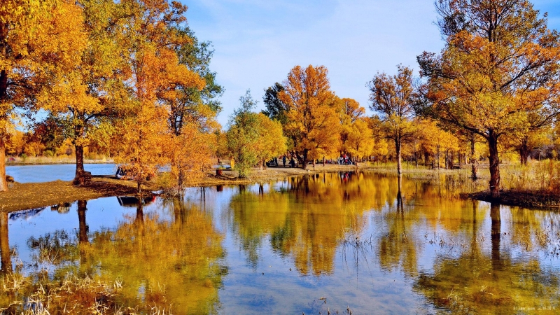 点击大图看下一张：唯美甘肃金塔胡杨林图片