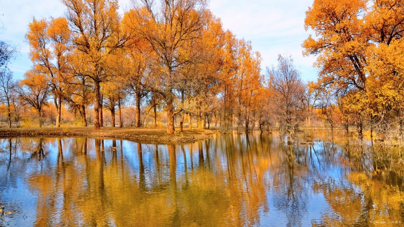 点击大图看下一张：唯美甘肃金塔胡杨林图片
