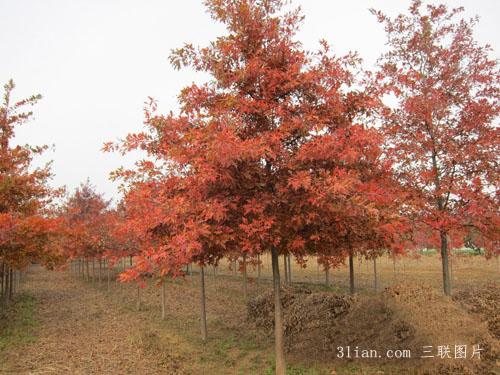 点击大图看下一张：北美红栎图片