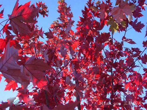 点击大图看下一张：北美红栎图片