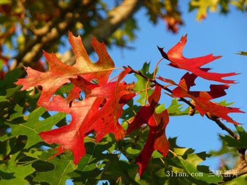 点击大图看下一张：北美红栎图片