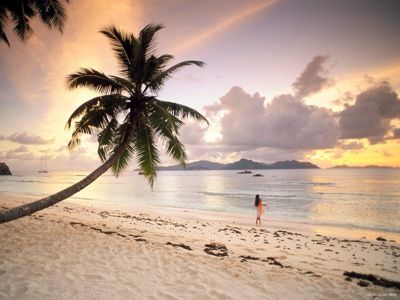 点击大图看下一张：沉浸在日出日落的椰树图片