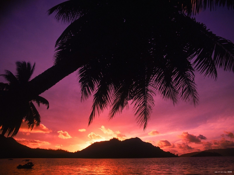 点击大图看下一张：沉浸在日出日落的椰树图片