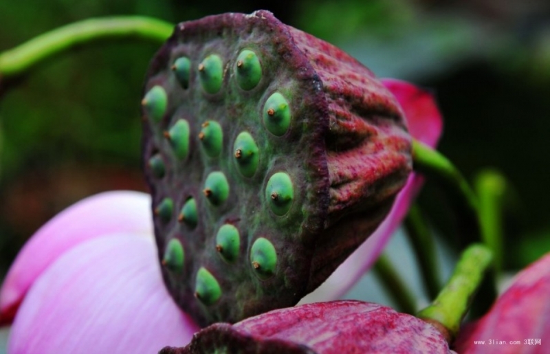 点击大图看下一张：莲蓬图片