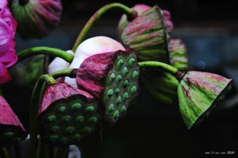 点击大图看下一张：莲蓬图片