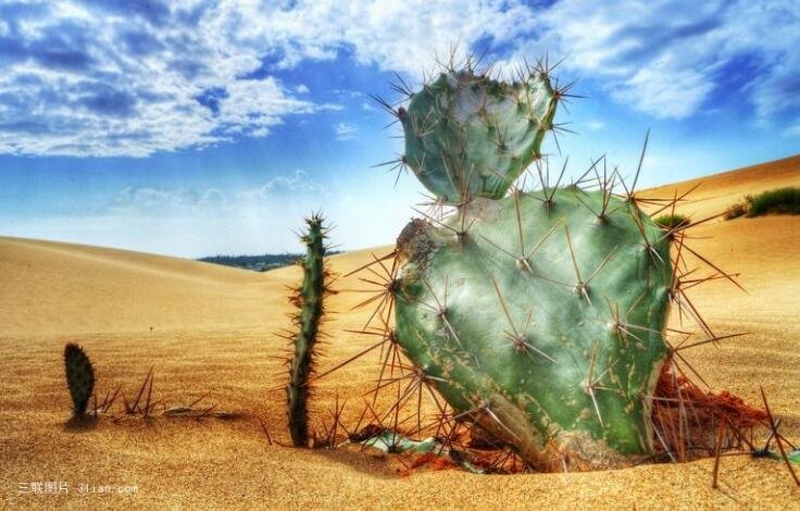 点击大图看下一张：沙漠上的仙人掌图片