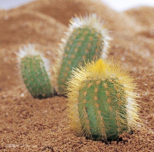 点击大图看下一张：沙漠上的仙人掌图片