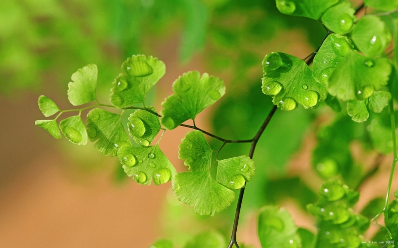 点击大图看下一张：铁线蕨常绿草本植物图片