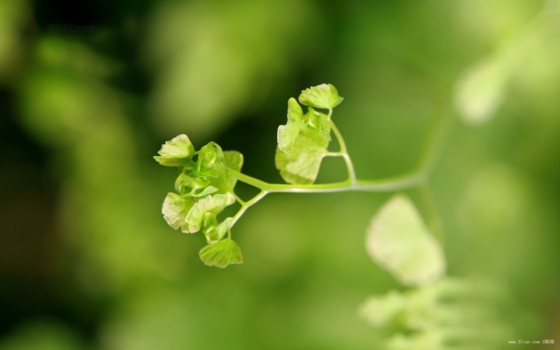 点击大图看下一张：铁线蕨常绿草本植物图片