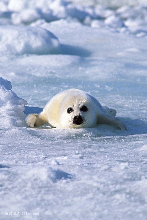 点击大图看下一张：保护动物海豹图片