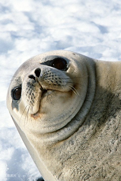 点击大图看下一张：保护动物海豹图片