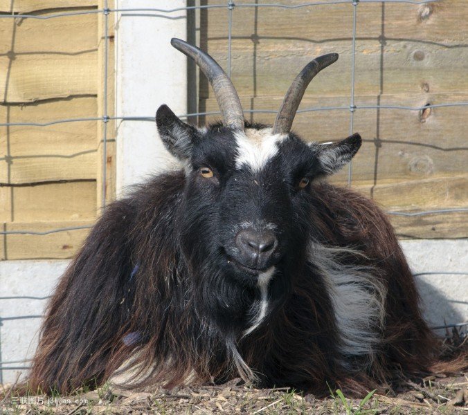 点击大图看下一张：黑色山羊图片