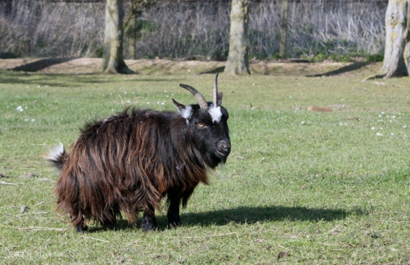 点击大图看下一张：黑色山羊图片