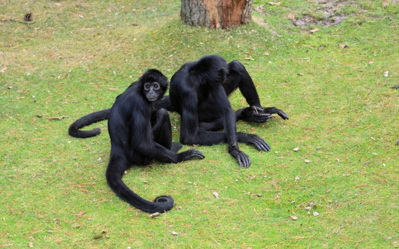 点击大图看下一张:黑色蜘蛛猴图片