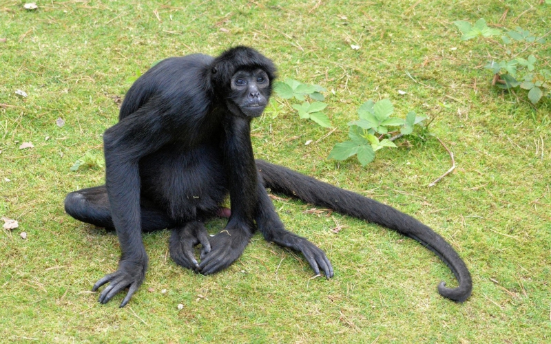 点击大图看下一张:黑色蜘蛛猴图片