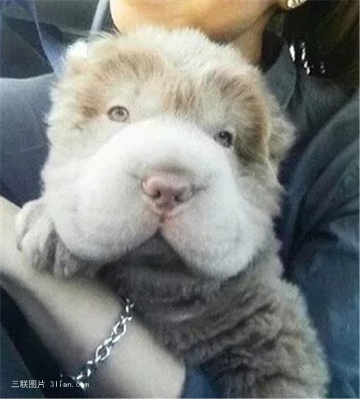 点击大图看下一张：可爱的熊皮沙皮犬图片
