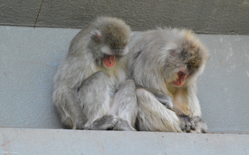 点击大图看下一张：日本猕猴高清动物图片