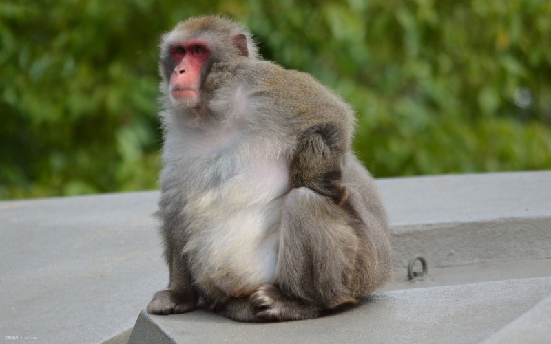 点击大图看下一张：日本猕猴高清动物图片