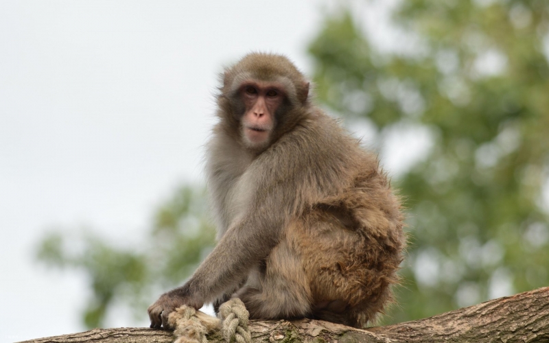 点击大图看下一张：日本猕猴高清动物图片