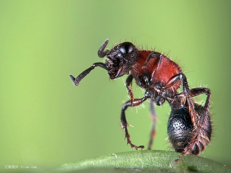 点击大图看下一张：微剧山蚂蚁图片