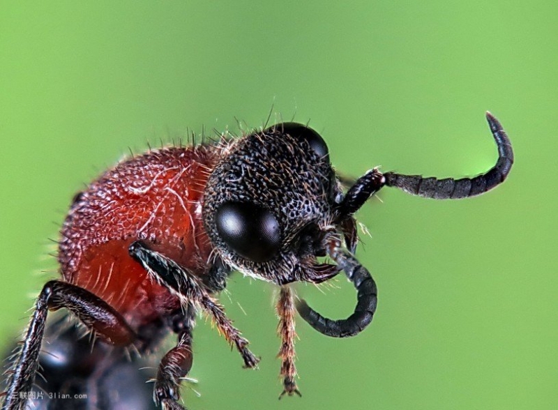 点击大图看下一张：微剧山蚂蚁图片