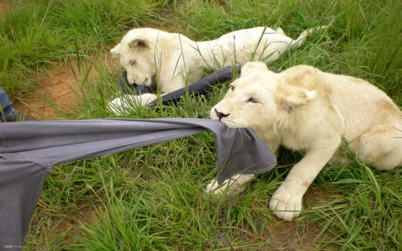 点击大图看下一张：幼崽小狮子可爱图片