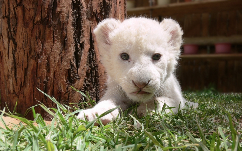 点击大图看下一张：幼崽小狮子可爱图片